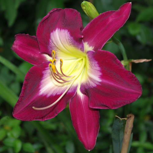 Hemerocallis Another Night